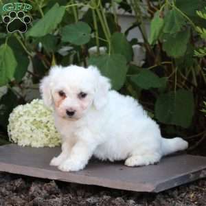Marble, Bichon Frise Puppy